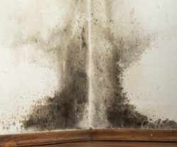 It is very important to detect and remove mold as quickly as possible. ERS provides mold restoration services to homes and businesses.