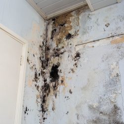 Mold on a wall from flood damage