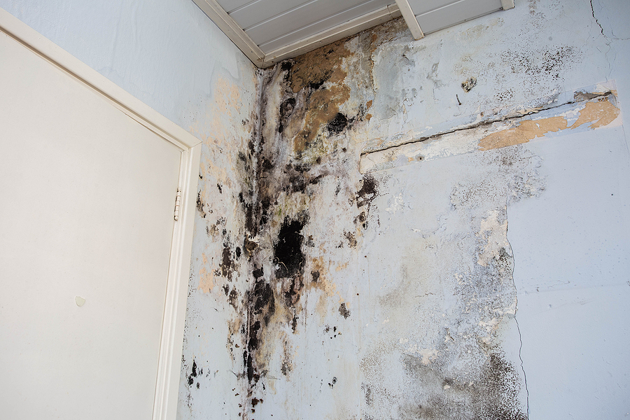 Mold on a wall from flood damage