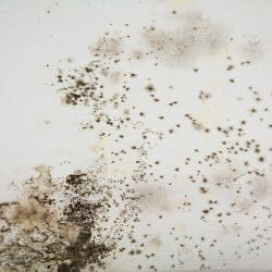 Mold Removal Is A Challenging Process