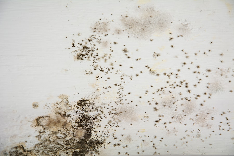Mold Removal Is A Challenging Process
