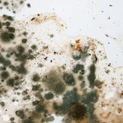 The Image Of Black Mold On The Wall Or On The Ceiling, In Vector