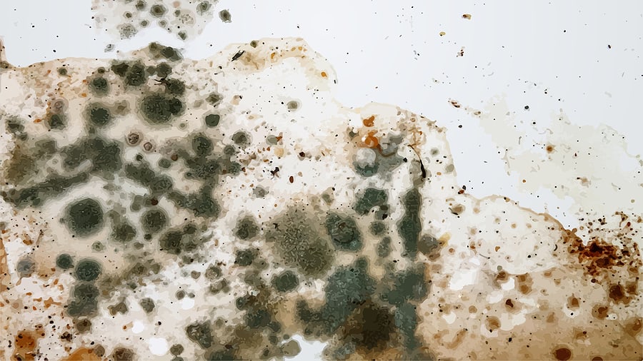 The Image Of Black Mold On The Wall Or On The Ceiling, In Vector