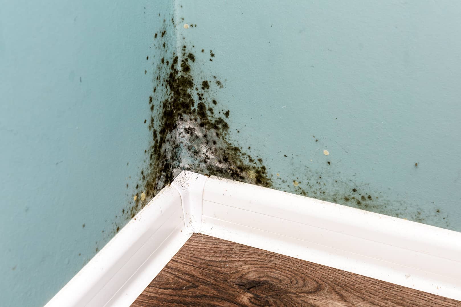 Mold growing up wall in the corner of a room.
