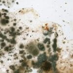 How-Does-Mold-Work