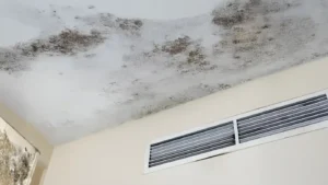 Seasonal-Mold-Spikes-What-Wisconsin-Residents-Should-Know