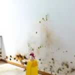 The-Truth-About-DIY-Mold-Removal-Products