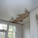 mold-after-water-damage-what-you-need-to-know-and-how-to-act-fast
