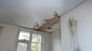 mold-after-water-damage-what-you-need-to-know-and-how-to-act-fast