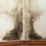 The Importance of Quickly Detecting and Removing Mold