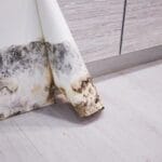 Mold: A Threat The Needs To Be Removed