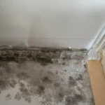 Mold-vs.-Mildew-Whats-Growing-in-Your-Home