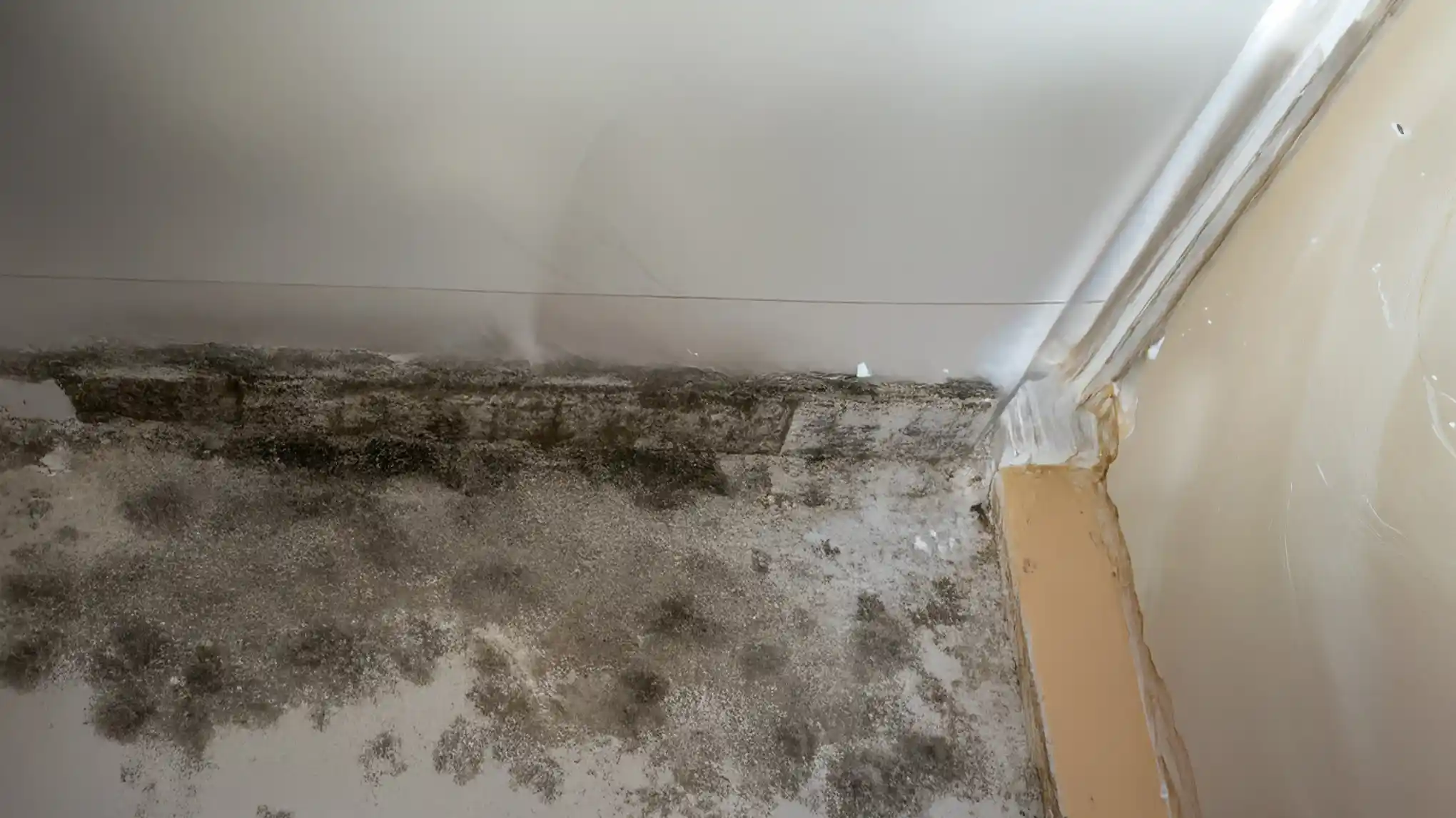 Mold-vs.-Mildew-Whats-Growing-in-Your-Home
