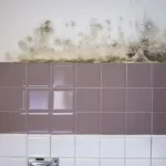 Why-Milwaukee-Homes-Are-Prone-to-Mold-Growth