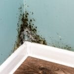 What Happens When My Home Is Inspected For Mold?